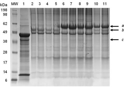 The production of Newcastle disease virus like particles Frontiers